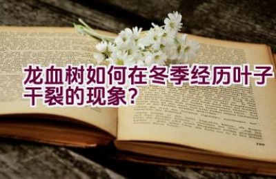 龙血树如何在冬季经历叶子干裂的现象？