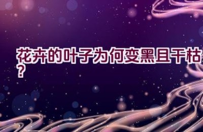 花卉的叶子为何变黑且干枯？