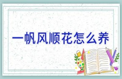 一帆风顺花怎么养