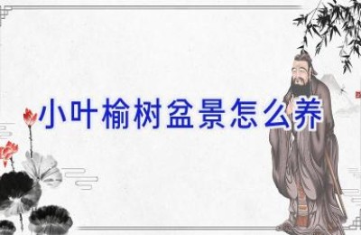 小叶榆树盆景怎么养