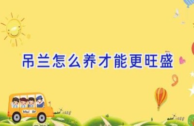 吊兰怎么养才能更旺盛