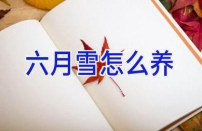 六月雪怎么养