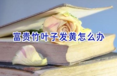 富贵竹叶子发黄怎么办