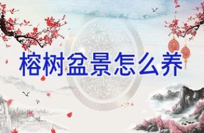 榕树盆景怎么养