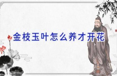 金枝玉叶怎么养才开花