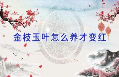 金枝玉叶怎么养才变红
