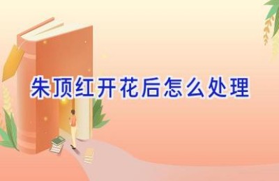 朱顶红开花后怎么处理