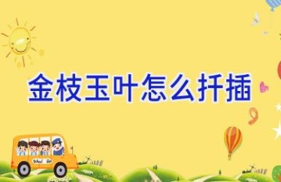 金枝玉叶怎么扦插