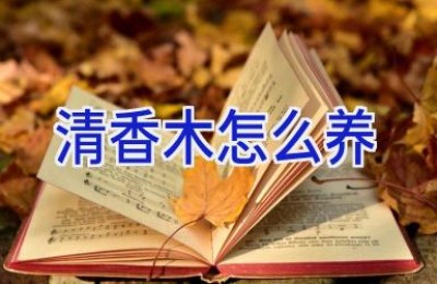 清香木怎么养