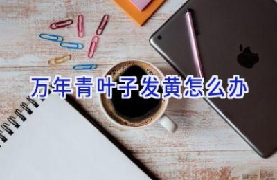 万年青叶子发黄怎么办