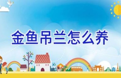 金鱼吊兰怎么养