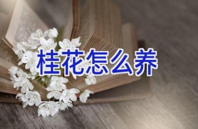 桂花怎么养