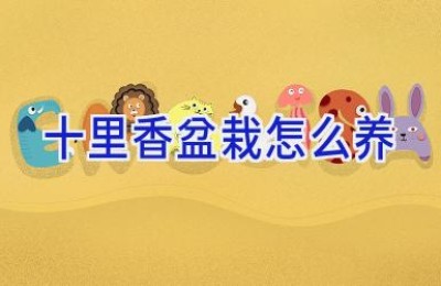 十里香盆栽怎么养