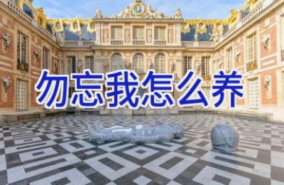 勿忘我怎么养