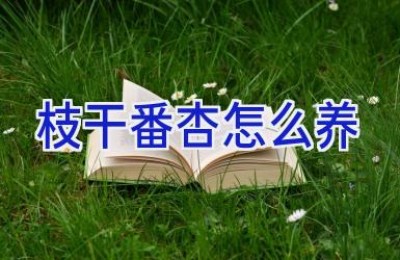 枝干番杏怎么养