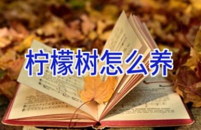 柠檬树怎么养