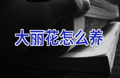 大丽花怎么养