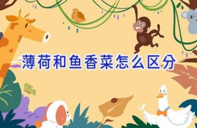 薄荷和鱼香菜怎么区分