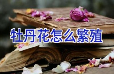 牡丹花怎么繁殖