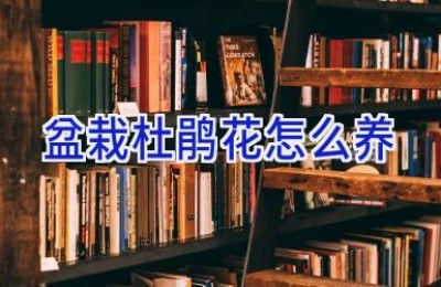 盆栽杜鹃花怎么养