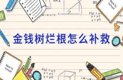 金钱树烂根怎么补救