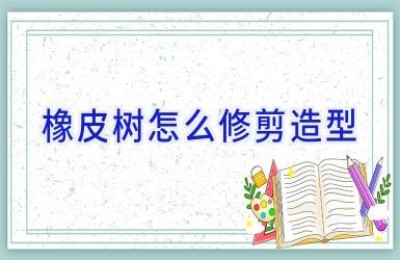 橡皮树怎么修剪造型