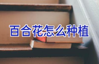 百合花怎么种植