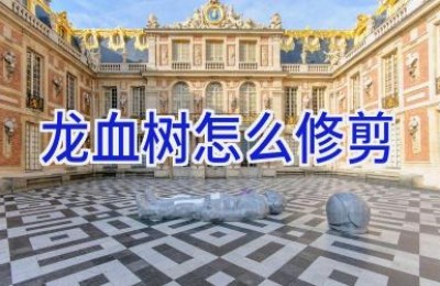 龙血树怎么修剪