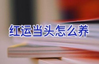 红运当头怎么养