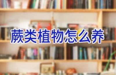 蕨类植物怎么养