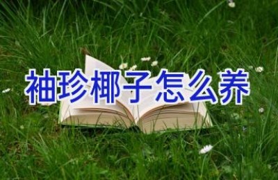 袖珍椰子怎么养