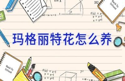 玛格丽特花怎么养