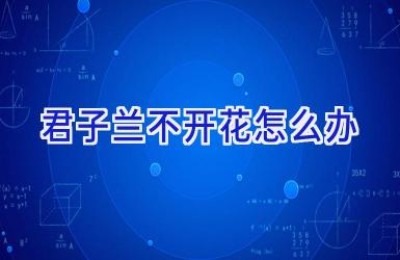 君子兰不开花怎么办