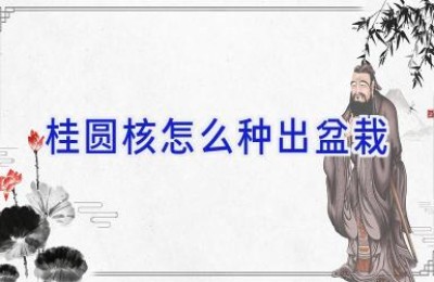 桂圆核怎么种出盆栽