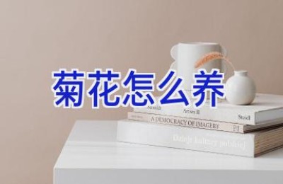 菊花怎么养