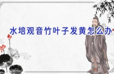 水培观音竹叶子发黄怎么办