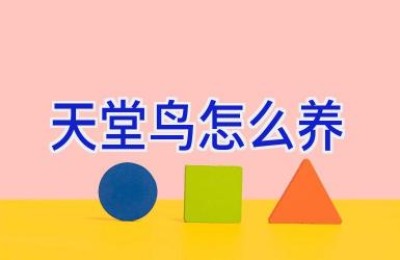 天堂鸟怎么养