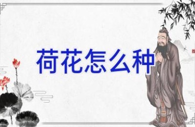 荷花怎么种