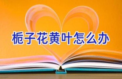 栀子花黄叶怎么办