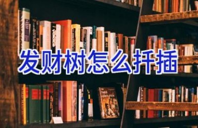 发财树怎么扦插