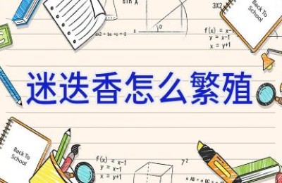 迷迭香怎么繁殖