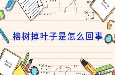 榕树掉叶子是怎么回事