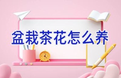 盆栽茶花怎么养