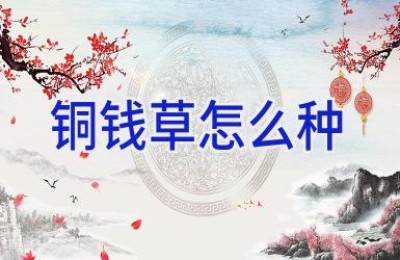 铜钱草怎么种