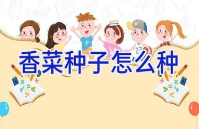 香菜种子怎么种