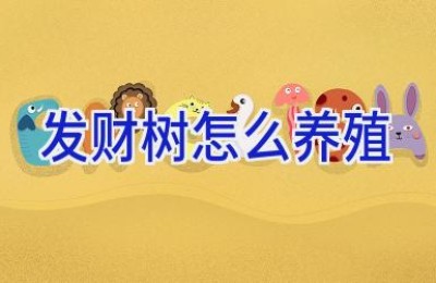 发财树怎么养殖