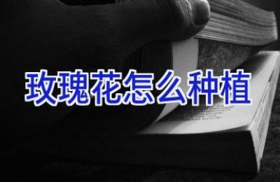 玫瑰花怎么种植