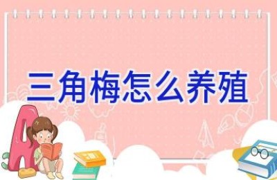 三角梅怎么养殖