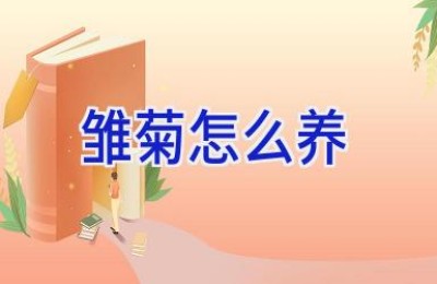 雏菊怎么养
