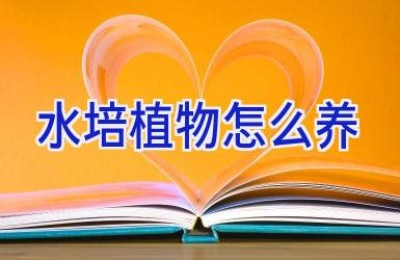 水培植物怎么养